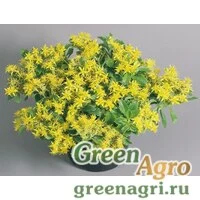 Семена Седум Сельского Спирит 1000шт