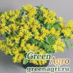Семена Седум Сельского Спирит 1000шт