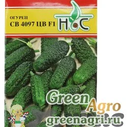 Огурец СВ 4097 ЦВ НС