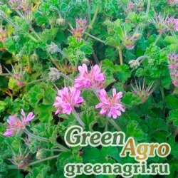 Семена Пеларгония головчатая (Pelargonium capitatum) 100 шт.