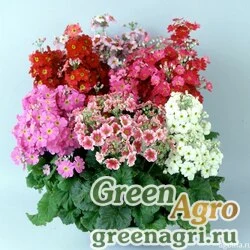 Семена Примула нежная (Primula malacoides) "Fair Lady" (mixed) raw 1000 шт.