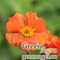 Семена Гравилат Кой 100шт