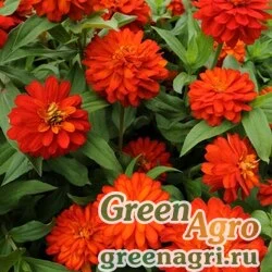 Семена Цинния Дабл Захара Файр 100шт