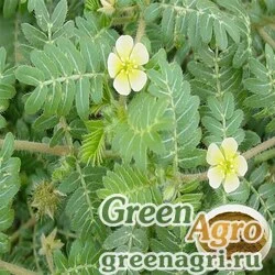 Семена Якорцы стелющиеся (Tribulus terrestris) 30 гр.