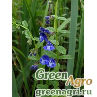 Семена Шлемник щетинковый (Scutellaria strigillosa) 1 гр. Семена Шлемник щетинковый (Scutellaria strigillosa) 1 гр.