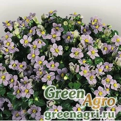 Семена Экзакум родственный (Exacum affine) "Midget" (lilac) Произв. 0.2 гр.