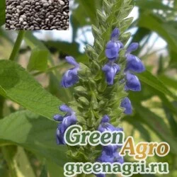 Семена Шалфей испанский/Чиа (Salvia hispanica) 5 гр.