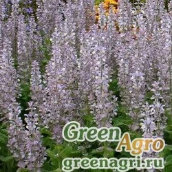 Семена Шалфей мускатный (Salvia sclarea) 100 гр.