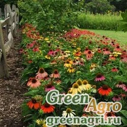 Семена Эхинацея пурпурная (Echinacea purpurea) "Cheyenne Spirit" (mix) raw 100 шт.