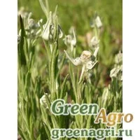 Семена Эдельвейс эдельвейсовидный (Leontopodium leontopodioides) 0.6 гр.