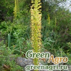 Семена Эремурус загорелый (Eremurus fuscus) 2 гр.