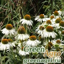 Семена Эхинацея пурпурная (Echinacea purpurea) "White Swan" 10 гр.