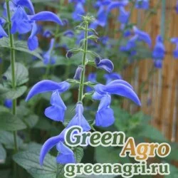 Семена Шалфей отклоненный (Salvia patens) "Patio" (deep blue) raw 100 шт.