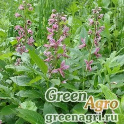 Семена Ясенец мохнатоплодный (Dictamnus dasycarpus) 4 гр.