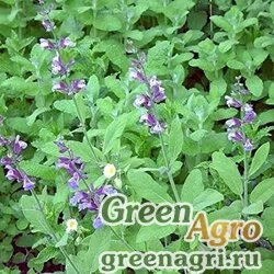 Семена Шалфей лекарственный (Salvia officinalis) 30 гр.