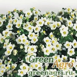 Семена Экзакум родственный (Exacum affine) "Midget" (white) Произв. 0.2 гр.