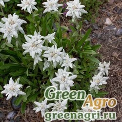 Семена Эдельвейс альпийский (Leontopodium alpinum) 0.7 гр.