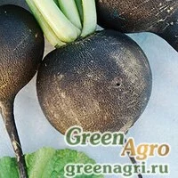 Семена Редька Зимняя круглая черная (упак-50 гр.)