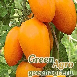 Семена Томат Золотое руно (упак-50 гр.)