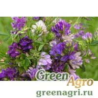 Сидераты Люцерна 0,1кг Зеленый уголок (50шт)