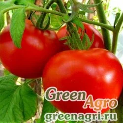 Семена Томат Подарочный (упак-50 гр.)