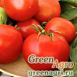 Семена Томат Джина ТСТ (упак-50 гр.)