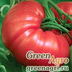 Семена Томат Бренди розовый 5 гр.