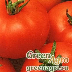 Семена Томат Сибирский скороспелый (упак-50 гр.)