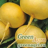 Семена Репа Петровская 1 (упак-50 гр.)