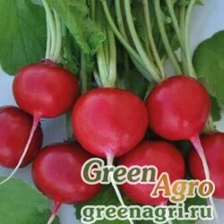 Семена Редис Спартак (упак-50 гр.)