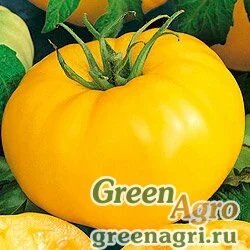 Семена Томат Илья Муромец (упак-50 гр.)