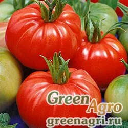 Семена Томат Добрыня Никитич (упак-50 гр.)