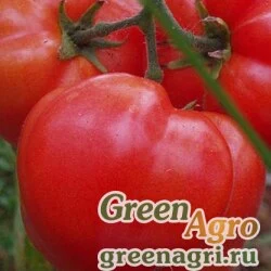 Семена Томат Звезда (упак-50 гр.)