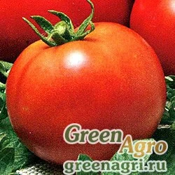 Семена Томат Максимка (упак-50 гр.)