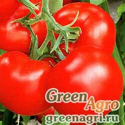 Семена Томат Макс (упак-50 гр.)
