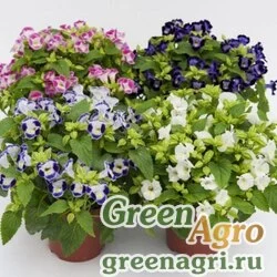 Семена Торения Литтл Кисс Микс 1000 драже