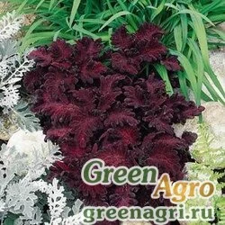 Семена Колеус гибридный (Coleus х hybrida) "Black Dragon" raw 100 шт