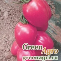 Семена Томат Новичок розовый  (упак-50 гр.)