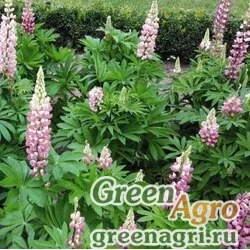 Семена Люпин многолистный (Lupinus polyphyllus) "Lupini" (pink shades) apex 1000 шт.