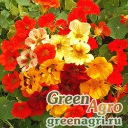 Семена Настурция большая (Tropaeolum majus) "Top flowering Jewel" (formula mixed) 100 гр.