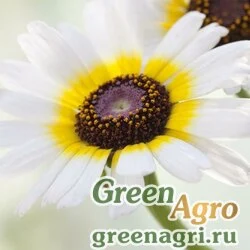 Семена Хризантема килеватая (Chrysanthemum carinatum) "Polar star" (white with ring) 50 г