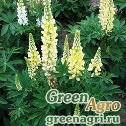 Семена Люпин многолистный (Lupinus polyphyllus) "Lupini" (yellow shades) apex 1000 шт.