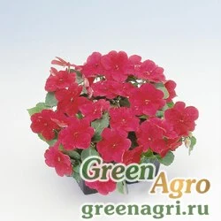Семена Бальзамин Уоллера (Impatiens walleriana) "Balance F1" (cardinal) raw Произв. 1000 шт.