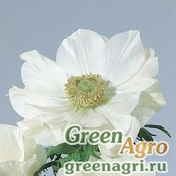 Семена Анемона (Ветреница) корончатая (Anemone coronaria) "Mona Lisa" (wine white) raw 100 шт.