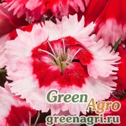 Семена Гвоздика китайская (Dianthus chinensis) "Venti Parfait F1" (strawberry shades) pelleted 1000 шт.