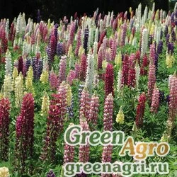Семена Люпин многолистный (Lupinus polyphyllus) "Lupini" (mixture) apex 1000 шт.