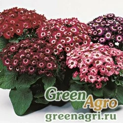 Семена Цинерария гибридная (Pericallis cruenta) "Jester F1" (royal bicolor shades) pelleted 1000 шт.