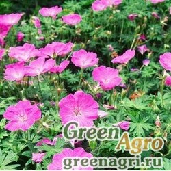 Семена Герань кроваво-красная (Geranium sanguineum) 0.5 г