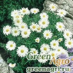 Семена Астра альпийская (Aster alpinus) (white) 6 г