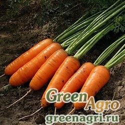 Семена Морковь Шантенэ Королевская  (обработано тирамом) (1уп-5кг) (продается на вес)